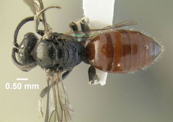 Media type: image;   Entomology 610765 Aspect: habitus dorsal view